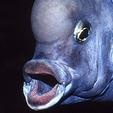 CYRTOCARA MOORII - BLUE DOLPHIN - 1