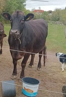 Prodám březí jalovici a březí krávu BrownSwiss