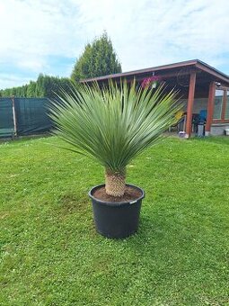 Yucca Rostrata -20°C