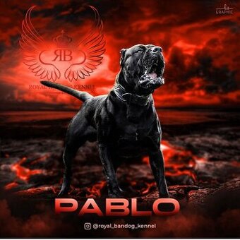 Bandog / Americky bandog