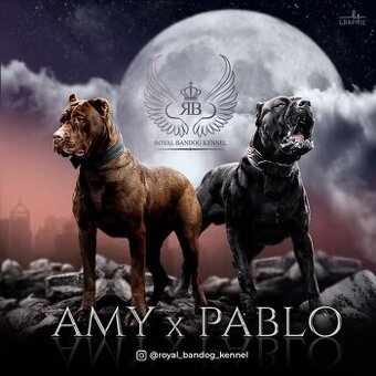 Bandog / Americky bandog