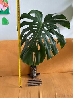 Monstera - 1