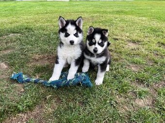 Prodáme čistokrevná štěňátka Sibiřský Husky