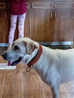 Labrador