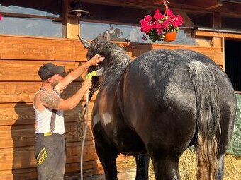 Klisny Percheron - 1