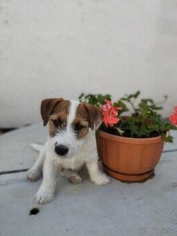 Jack Russell terier