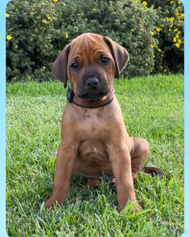 Rhodéský ridgeback s PP