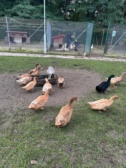 Kajugy, orpingtony a saské na prodej