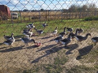 Prodám husy landské, v chlazeném stavu.