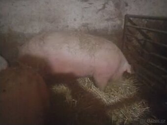 Prodám vykrmene prase