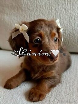 Sháním jezevčíka – fenečku 🐶💗