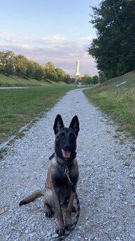 Belgický ovčák Malinois s PP