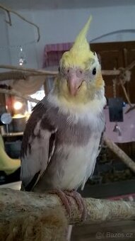 KORELA RUCNE DOKRMENA  UCENA NA KSIRKY kluk