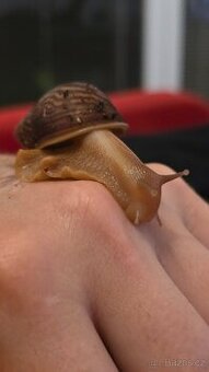 Africký šnek (oblovka)