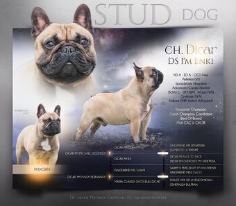 Francouzský buldoček - krytí