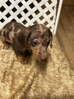 Jezevčík trpasličí čokomerle