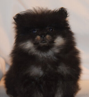 pomeranian - holčička ,black and tan - bez PP