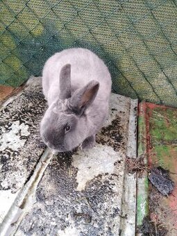 Prodám samici kuní velký modrý