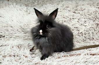 Zakrslý králík, králíček - HOLLY