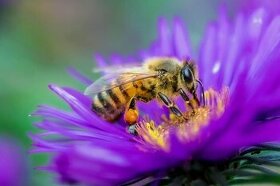 Prodej vyzimovaných včelstev, včely, úly