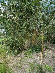 Zahradní bambus - 1