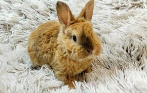 Zakrslý králík, králíček REX - BUFFY