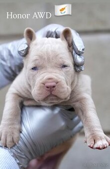 Bandog, Molos , Mastif