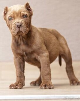 Bandog, Molos , Mastif