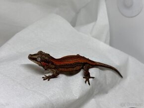 R. Auriculatus - 1