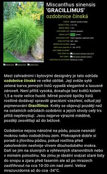 Ozdobnice čínská (Miscanthus sinensis) ´ZEBRINUS´ - 1