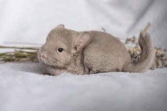 Činčila samice (Medium) Tan ev.Avc - 1