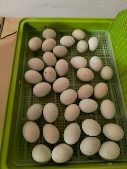 Araucana lavender