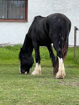 SHIRE HORSE žrebec