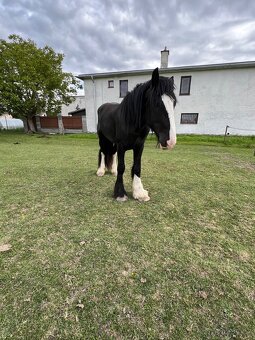 SHIRE HORSE žrebec