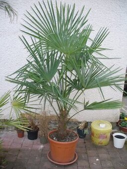 Palma konopná 180cm