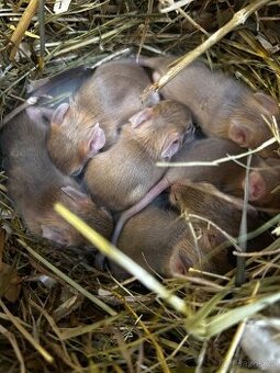 Osmak degu