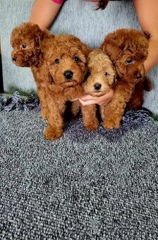 Maltipoo