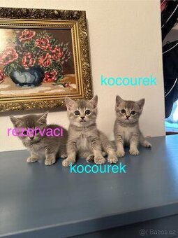 Britská krátkosrstá koťata