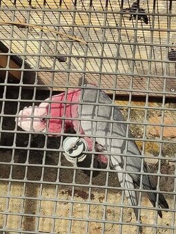 Kakadu růžový pár