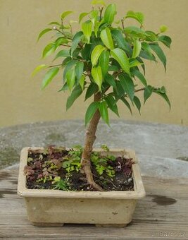 Ficus benjamina - fíkus