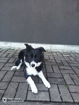 Border kolie včetně nové boudy - 1