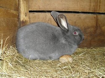 Moravský modrý ..... prodám.