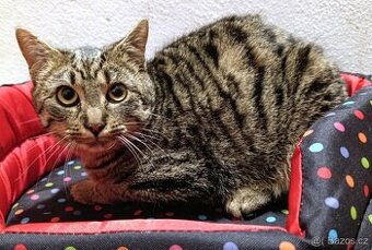 Kocourek Eda hledá nový domov