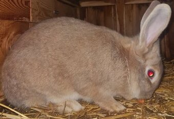 Burgundský králík samec