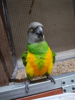 Papoušek senegalsky