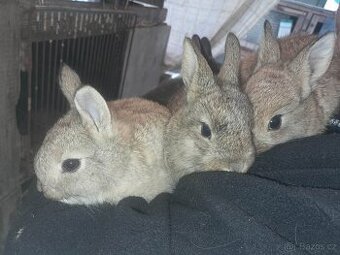 Králíček  zakrslý  MIX