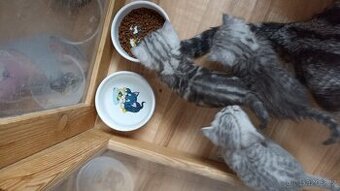 Britská whiskas koťátka s PP