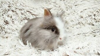 Zakrslý králík, králíček-(lvíček)-LEO