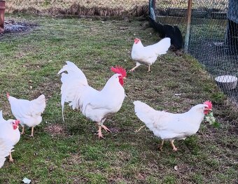 Leghornky,  násadová vejce, výborná oplozenost