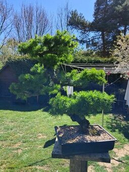 Bonsaj, bonsai Modřín